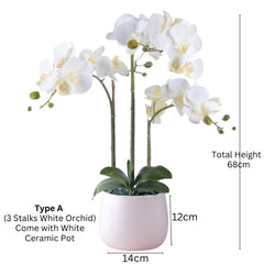 Orchid in Ceramic Pot (68cm) Purple White Pink