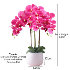 Orchid in Ceramic Pot (68cm) Purple White Pink