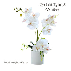 Orchid in Pot - Snow White (44cm)