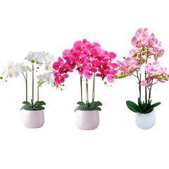 Orchid in Ceramic Pot (68cm) Purple White Pink