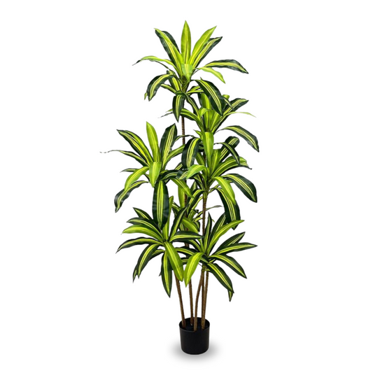 Artificial Dracaena Fragrans 170cm